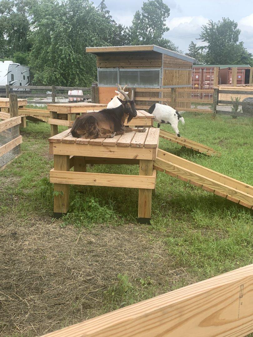Jun. 2021- Nigerian dwarf goats