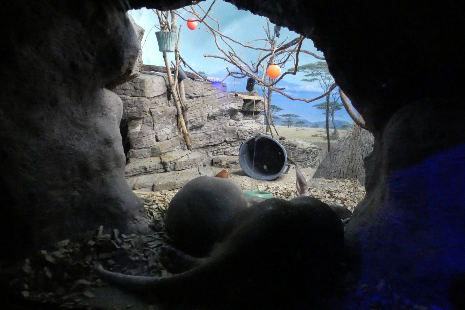 Jun. 2021 - Night Hunters (Lights On) - Aardvark/Greater Bushbaby/Indian Flying Fox Exhibit