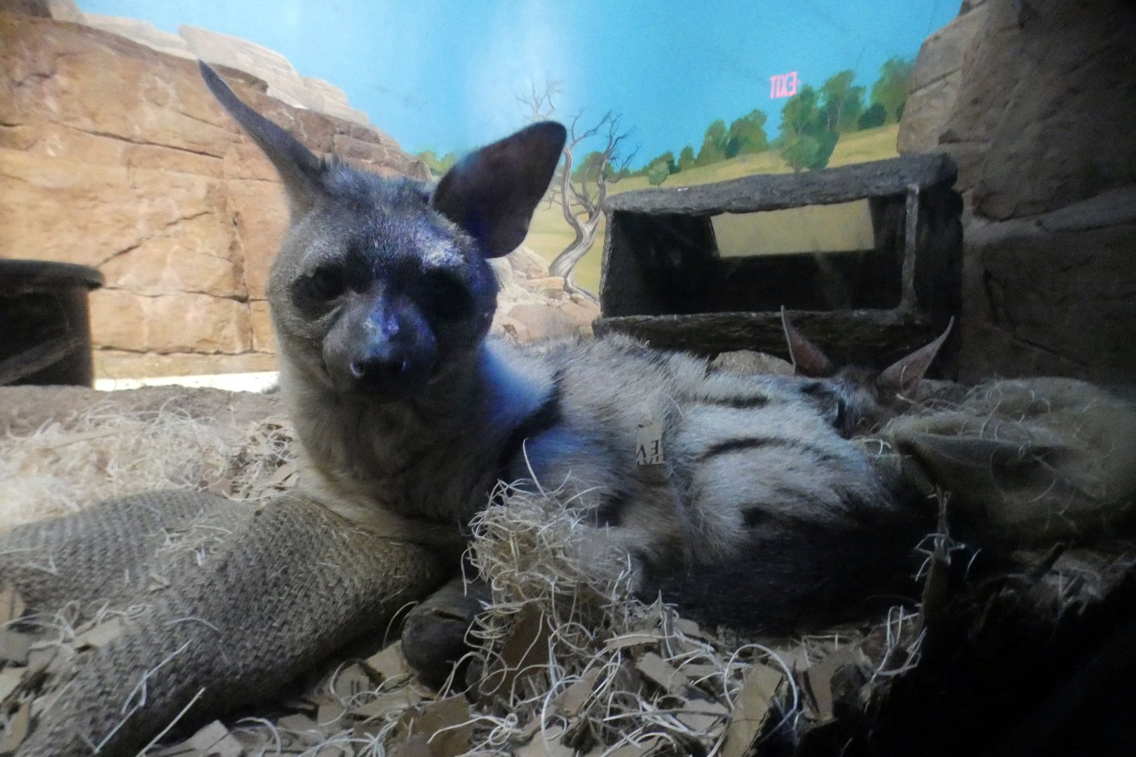 Jun. 2021 - Night Hunters (Lights On) - Aardwolf