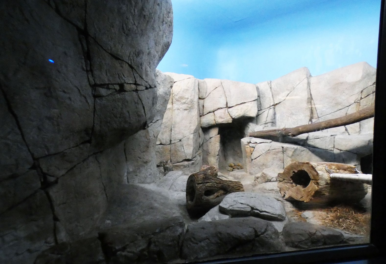 Jun. 2021 - Night Hunters (Lights On) - Black-footed Cat Exhibit