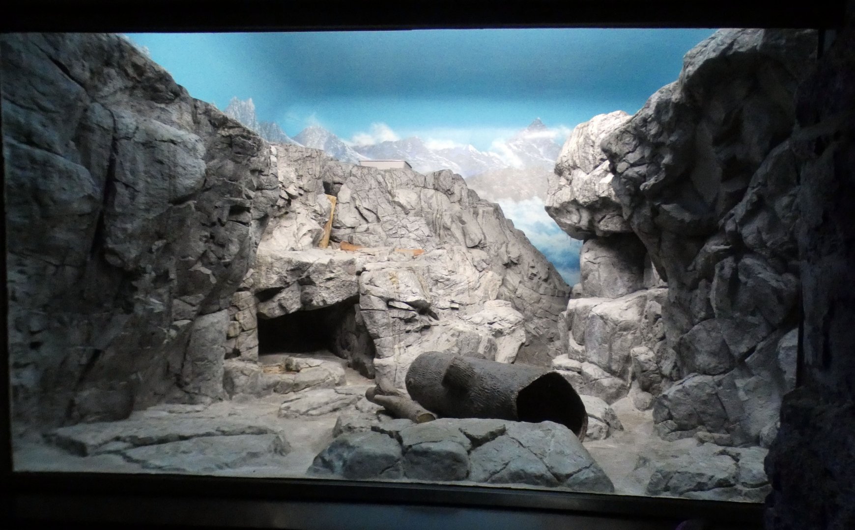 Jun. 2021 - Night Hunters (Lights On) - Pallas' Cat Exhibit (1 of 2)