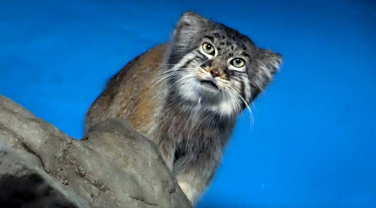 Jun. 2021 - Night Hunters (Lights On) - Pallas' Cat