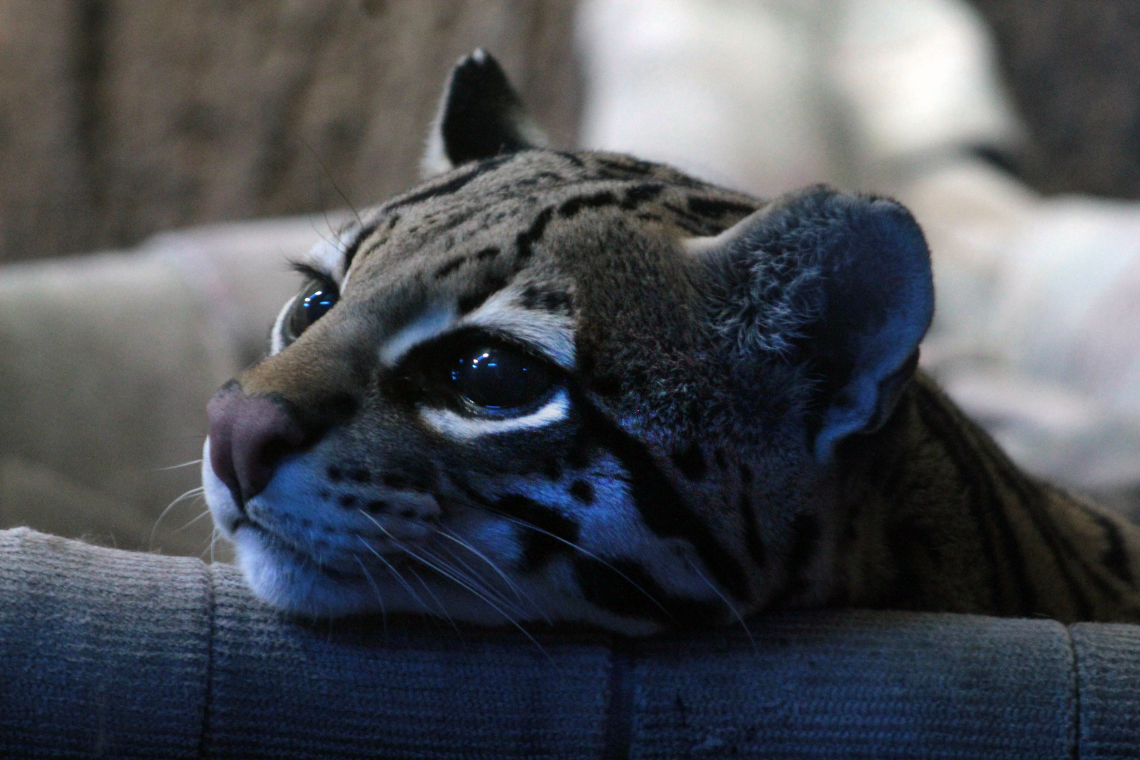 Jun. 2021 - Night Hunters - Ocelot