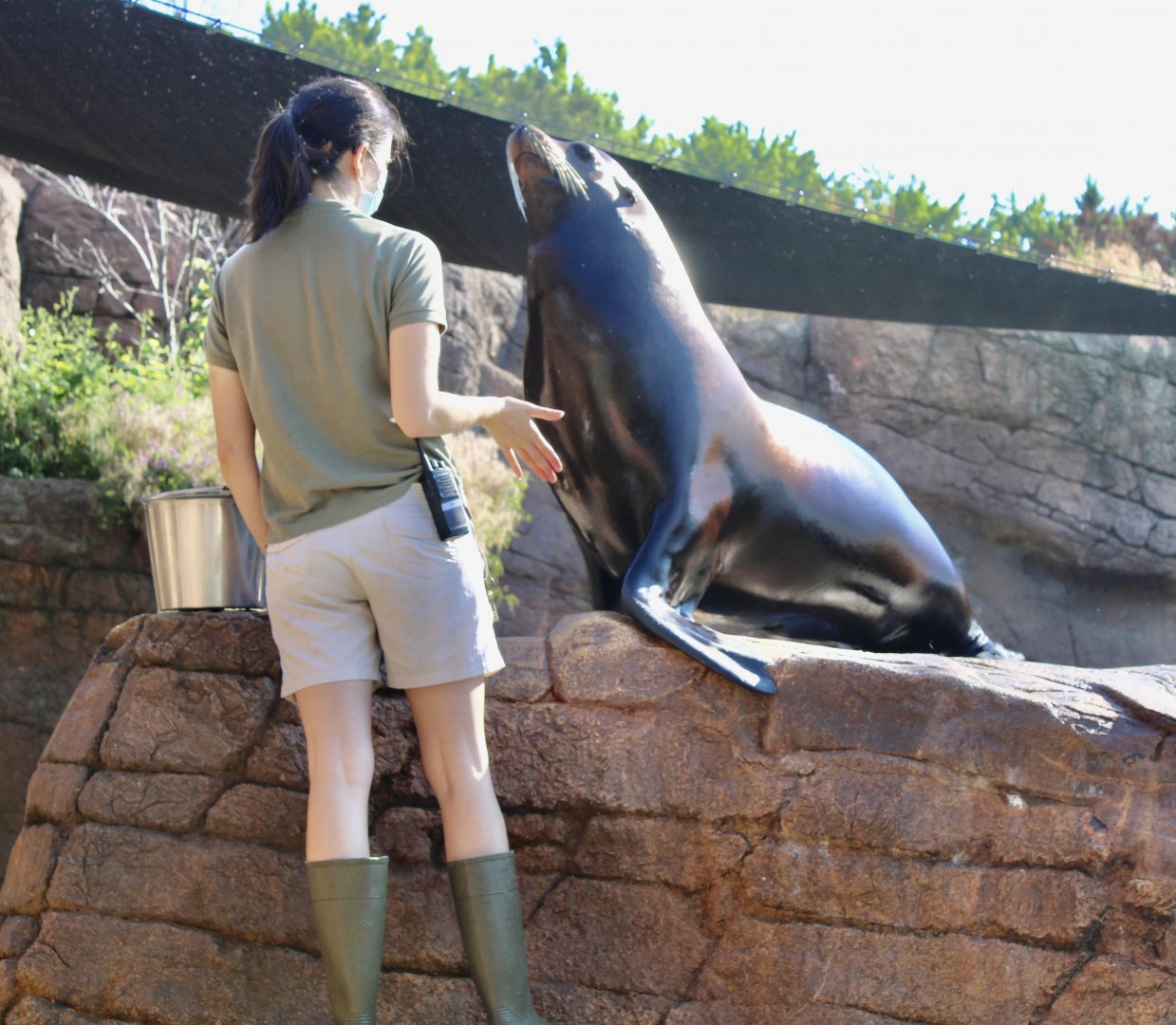 Jun. 2021 - Oceans - California Sea Lion (Sea Lion Chat)