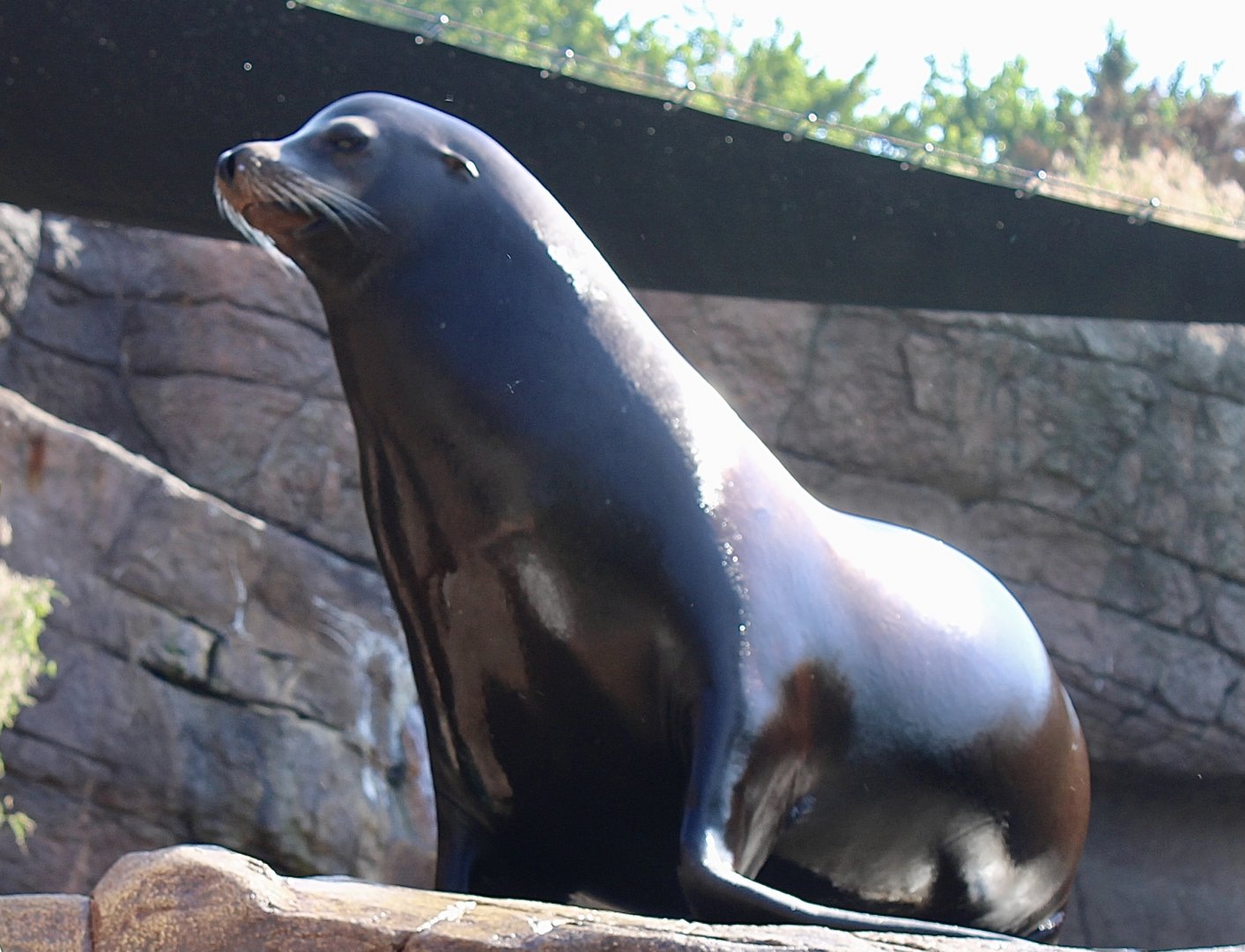 Jun. 2021 - Oceans - California Sea Lion