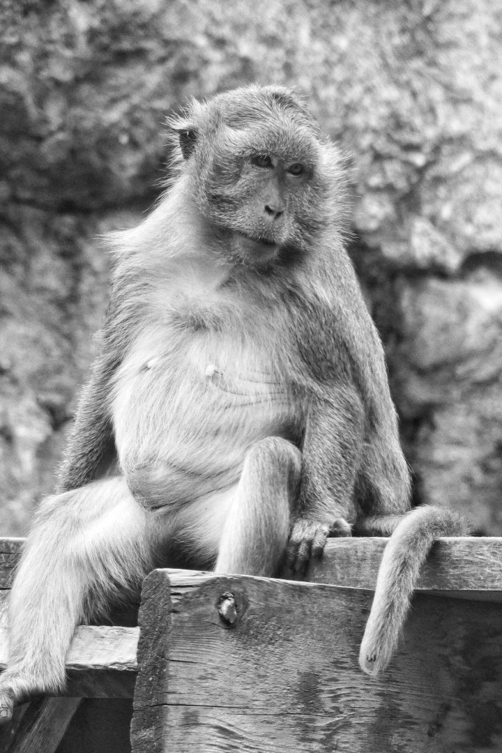 Jun. 2021 - Oceans - Long-tailed Macaque