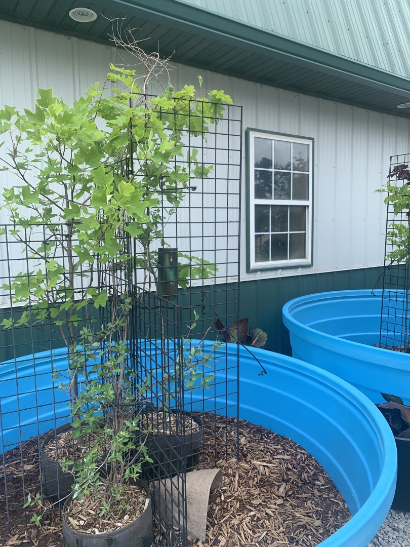 Jun. 2021- Outdoor chameleon/turtle setup