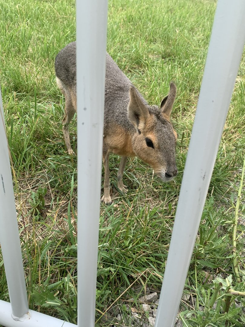 Jun. 2021- Patagonian mara
