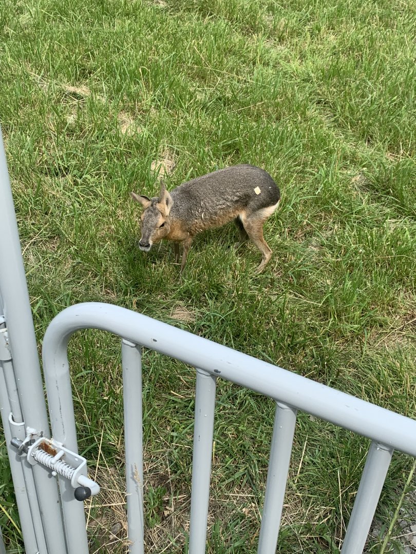 Jun. 2021- Patagonian mara