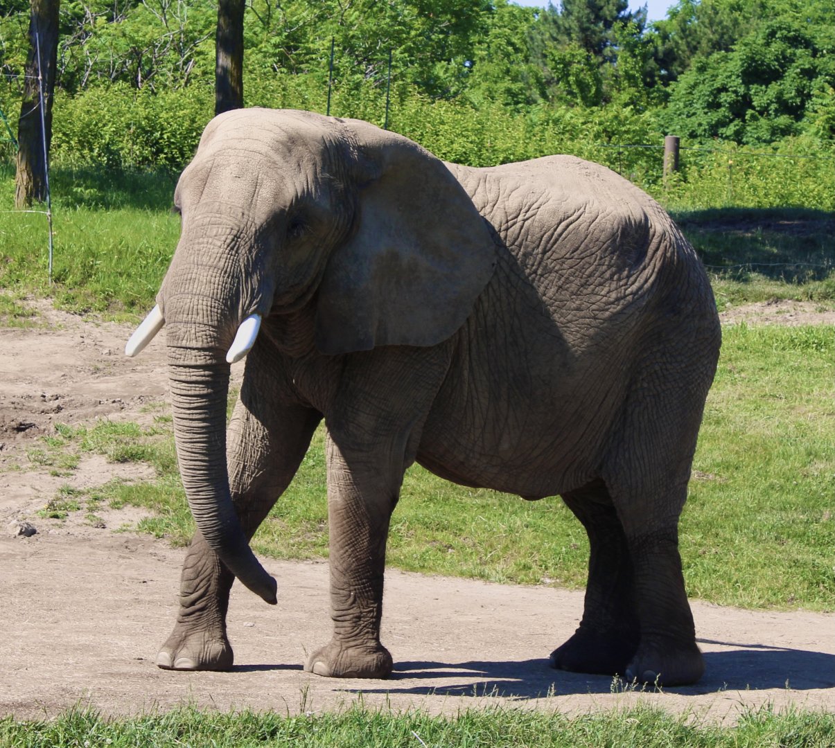 Jun. 2021 - Plains - African Elephant