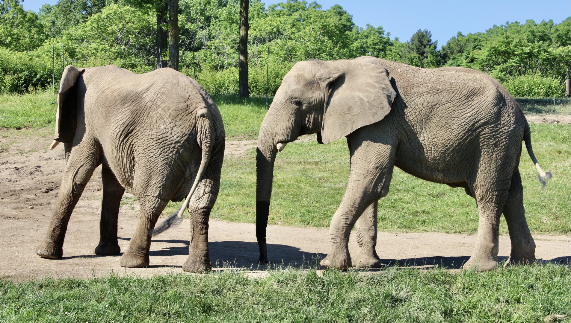 Jun. 2021 - Plains - African Elephants