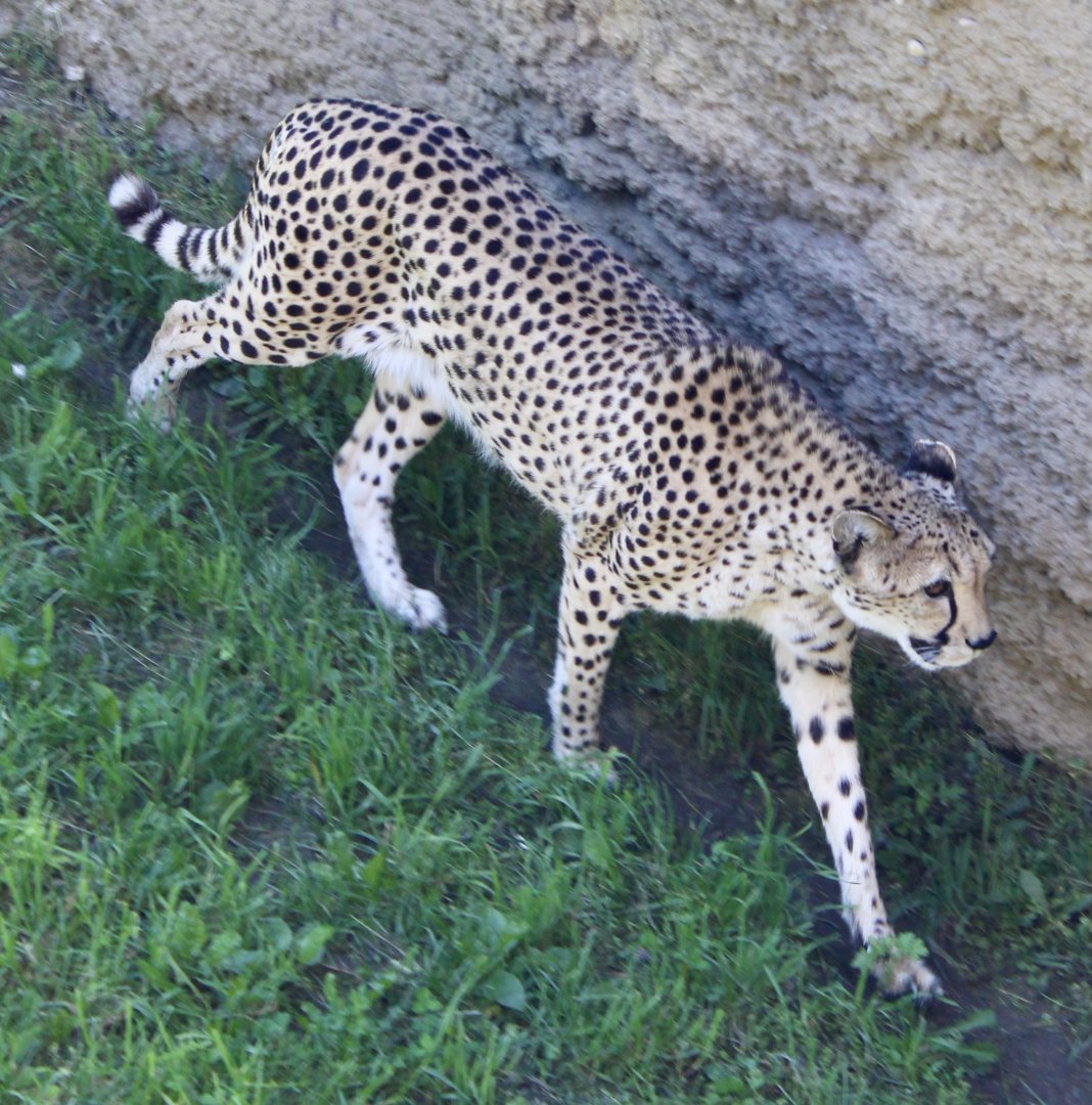 Jun. 2021 - Plains - Cheetah