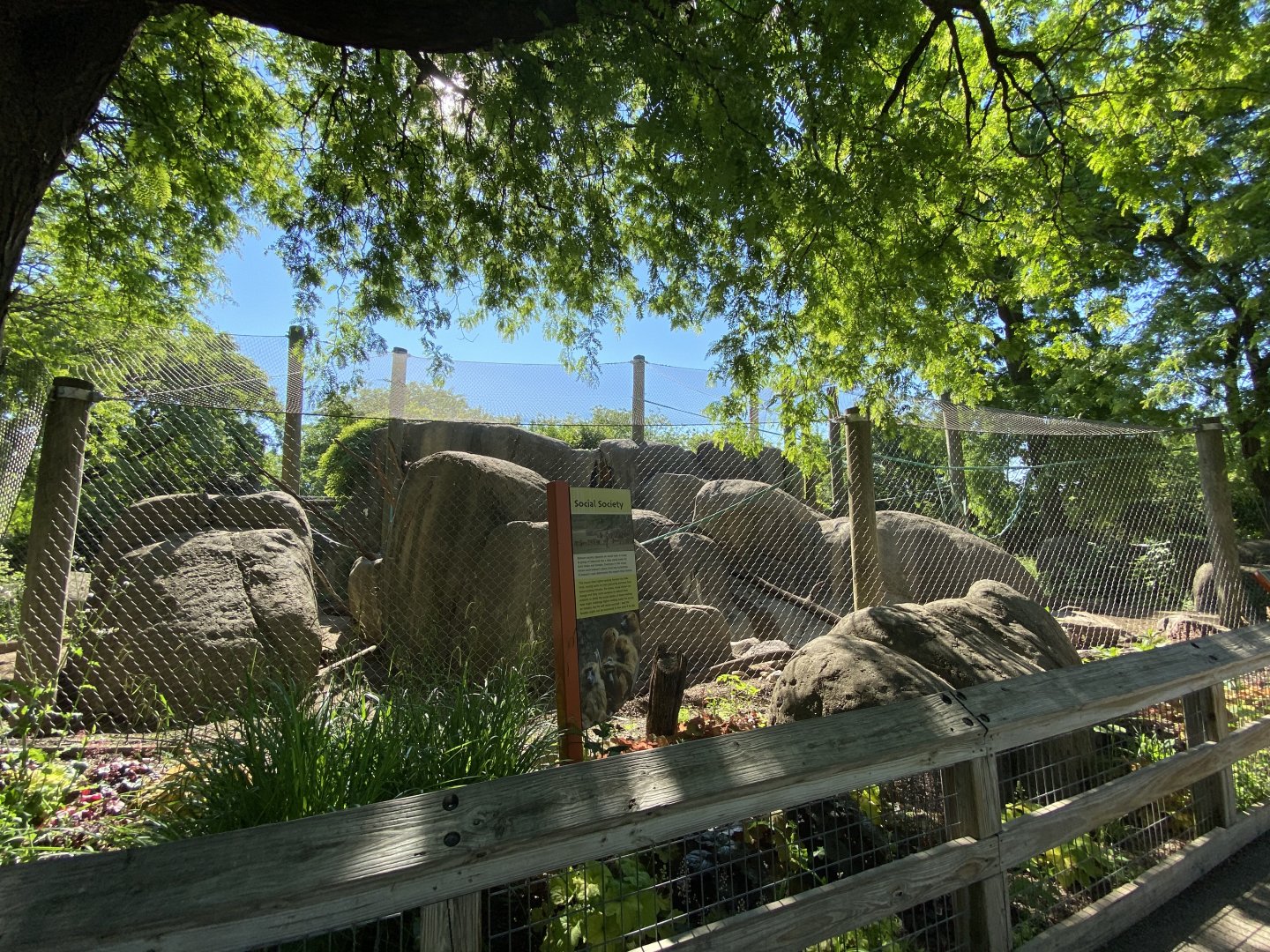 Jun. 2021 - Plains - Guinea Baboon Exhibit