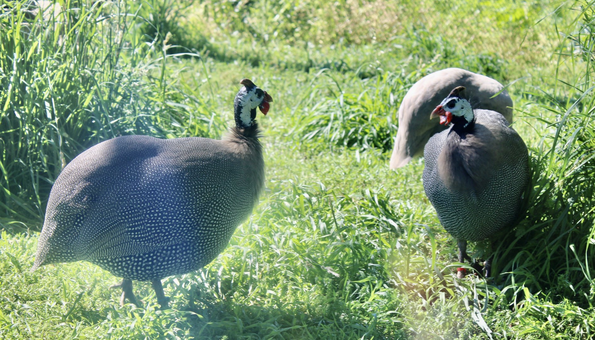 Jun. 2021 - Plains - Helmeted Guineafowl