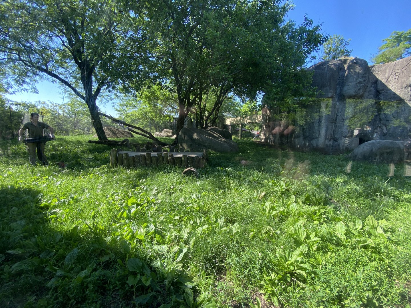 Jun. 2021 - Plains - Lion Exhibit
