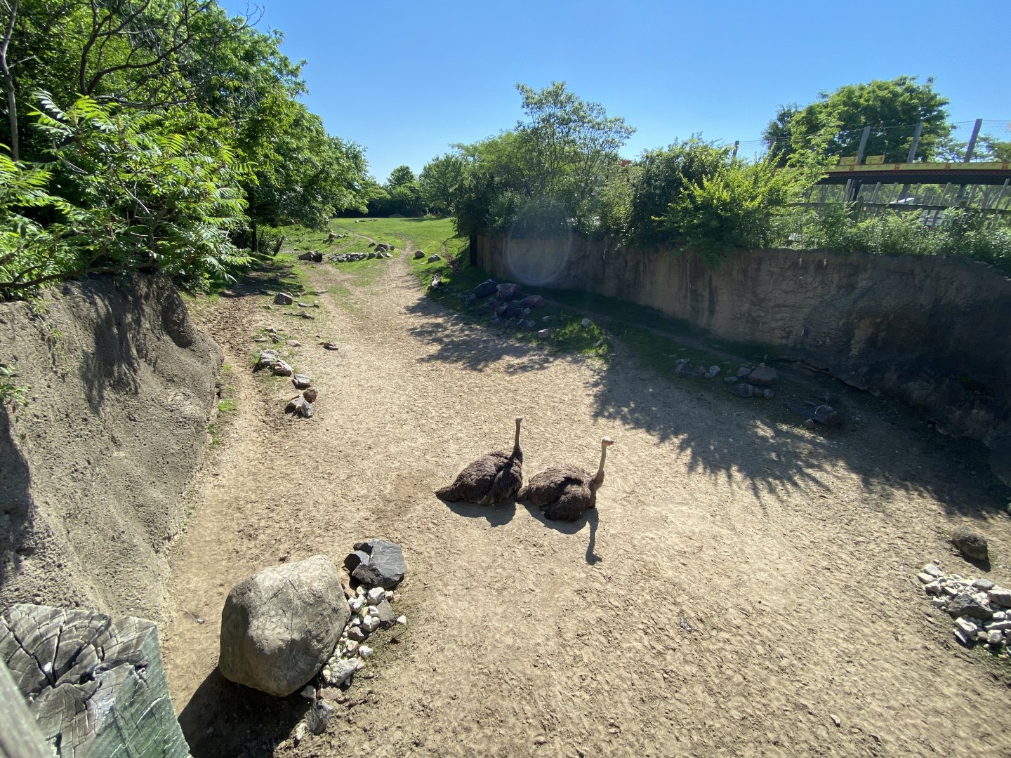 Jun. 2021 - Plains - Mixed-Species Savanna Exhibit (1.05 Acres)