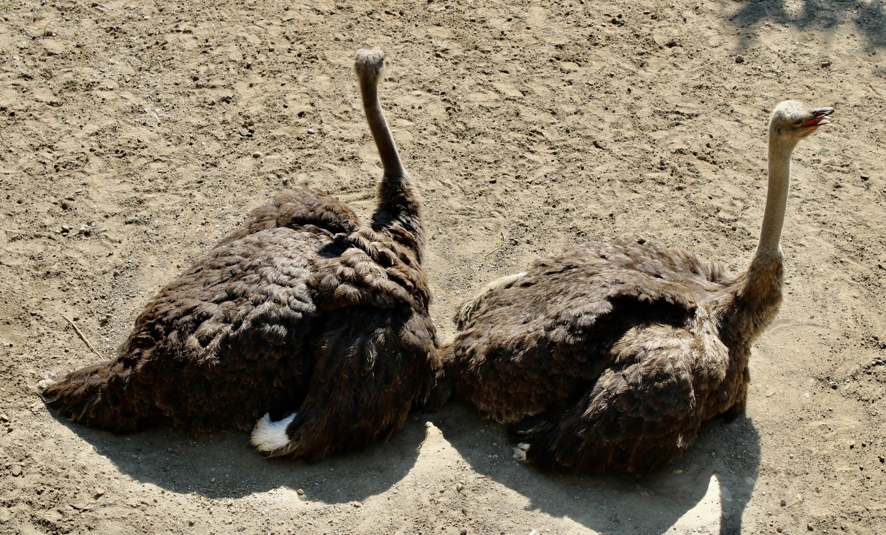 Jun. 2021 - Plains - Ostriches