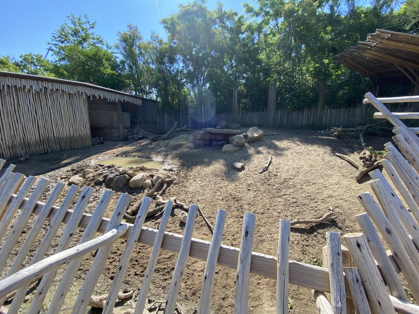 Jun. 2021 - Plains - Outdoor Warthog/Cape Porcupine Exhibit