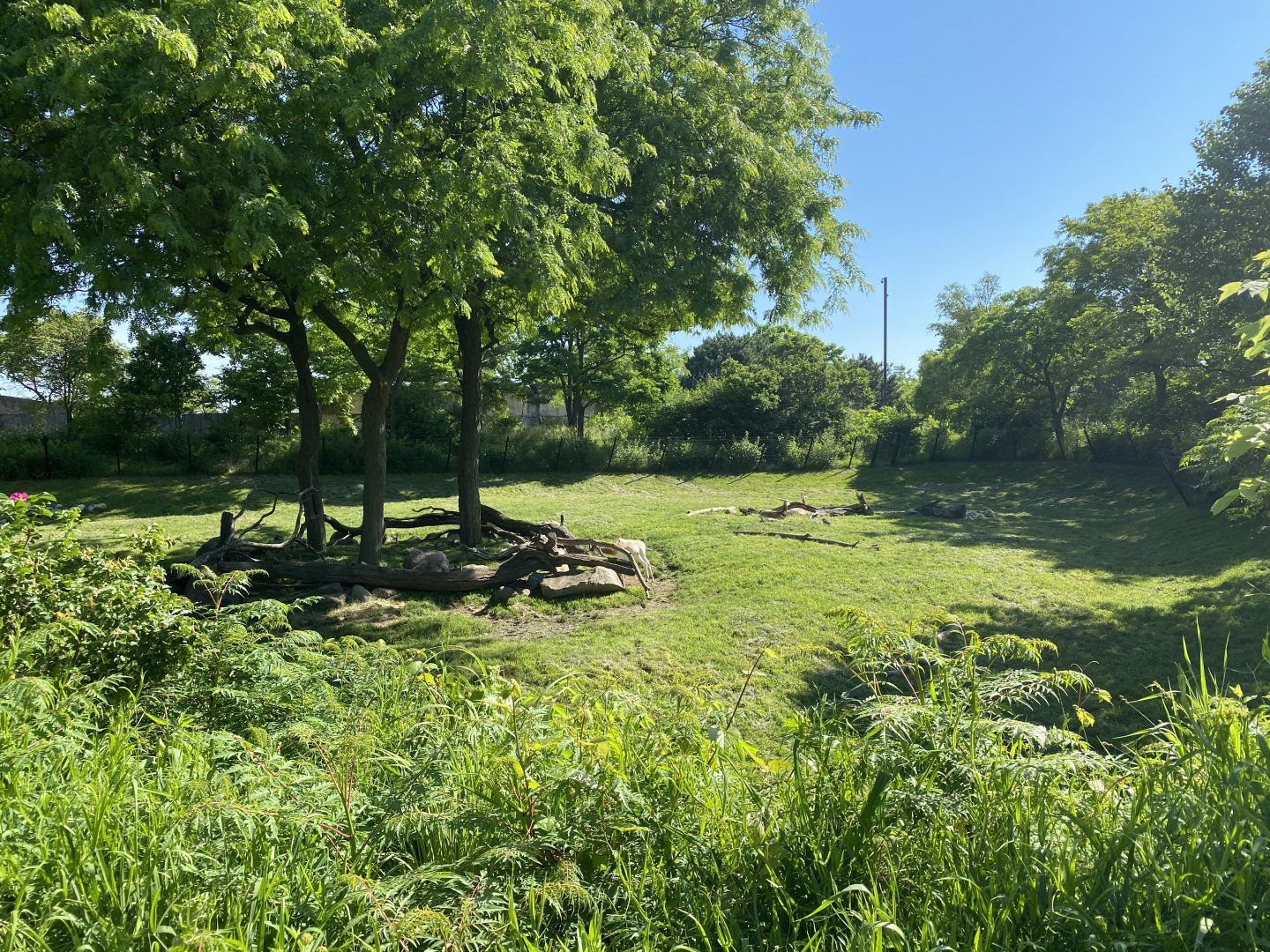 Jun. 2021 - Plains - Reticulated Giraffe/Addra Gazelle Exhibit