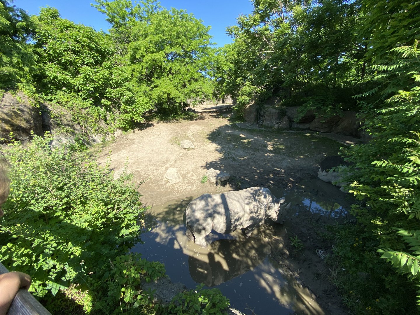 Jun. 2021 - Plains - Southern White Rhino Exhibit