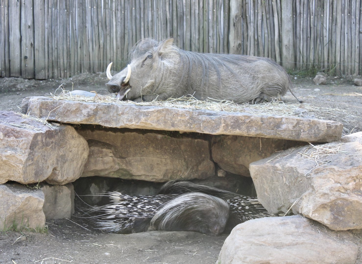 Jun. 2021 - Plains - Warthog & Cape Porcupines