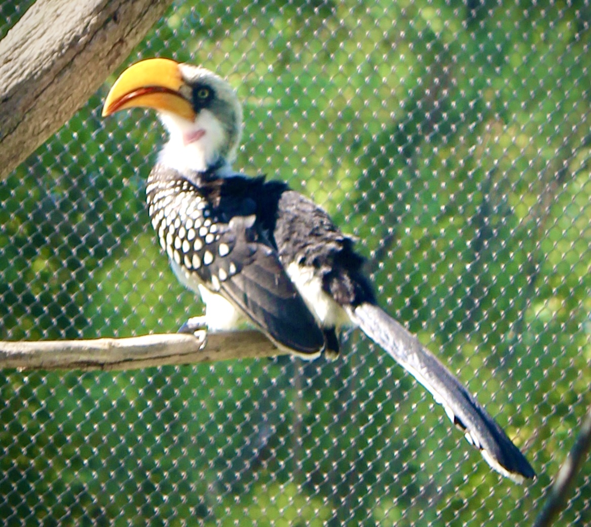 Jun. 2021 - Plains - Yellow-billed Hornbill