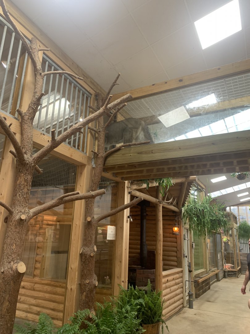 Jun. 2021- Ramp connecting cougar exhibit