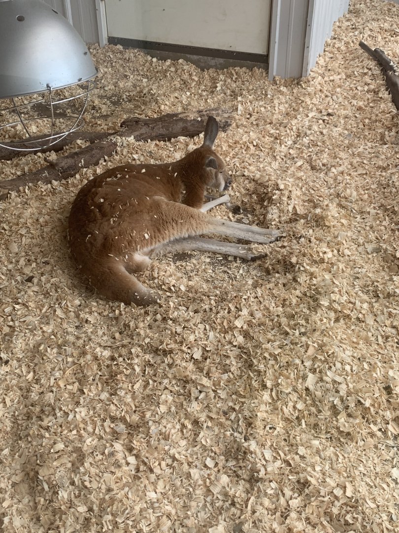 Jun. 2021- Red kangaroo