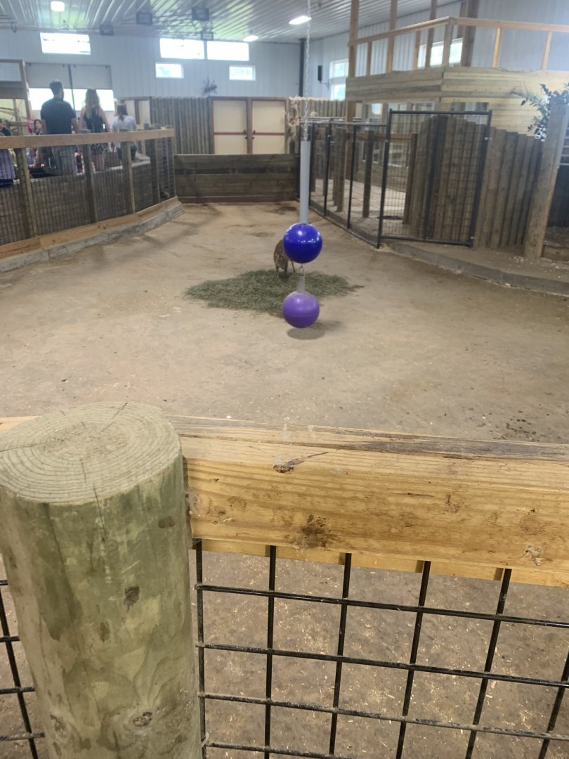 Jun. 2021- Reeves’s muntjac indoor area