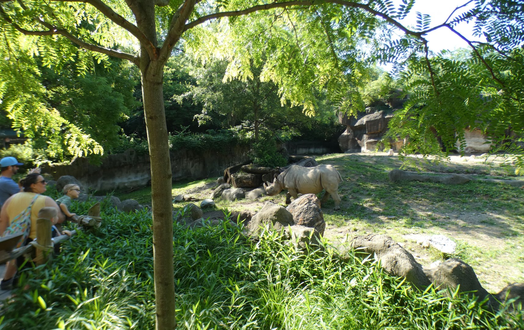 Jun. 2021 - Rhino Reserve - Eastern Black Rhinoceros Exhibit
