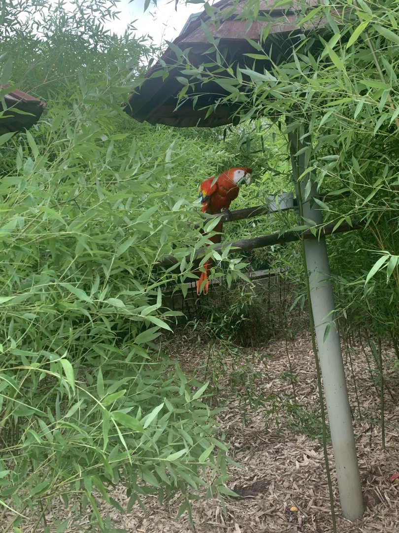 Jun. 2021- Scarlet macaw