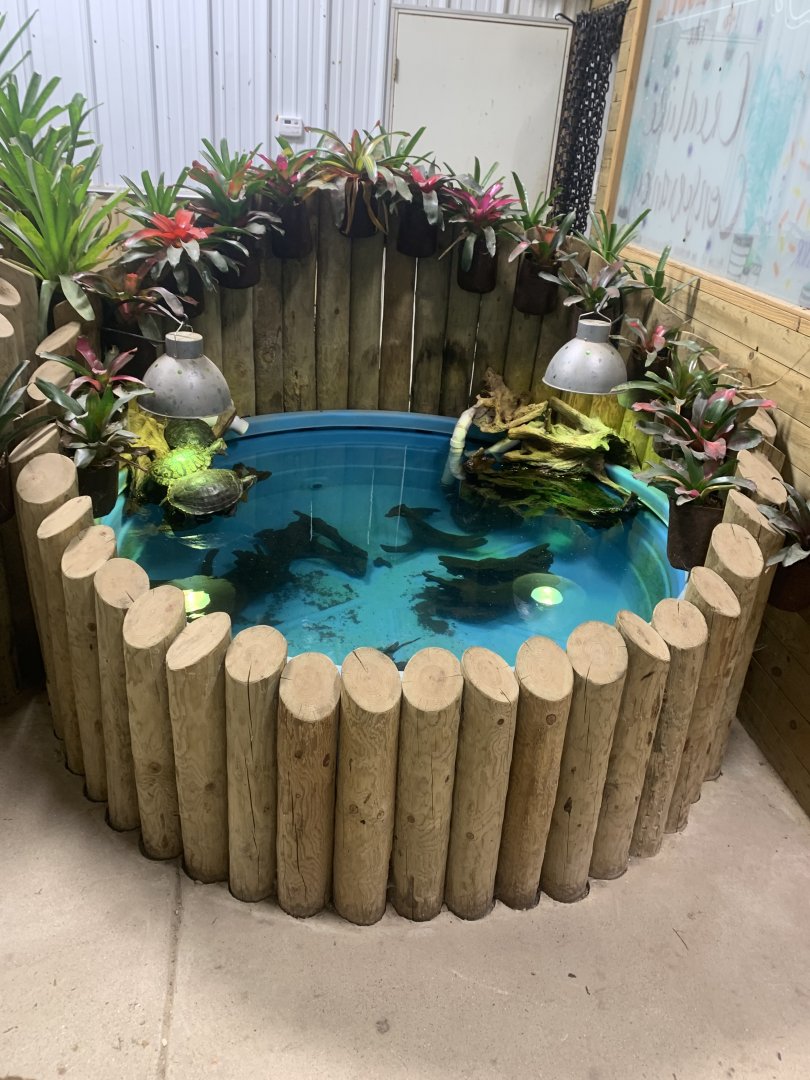 Jun. 2021- Typical aquatic turtle setup