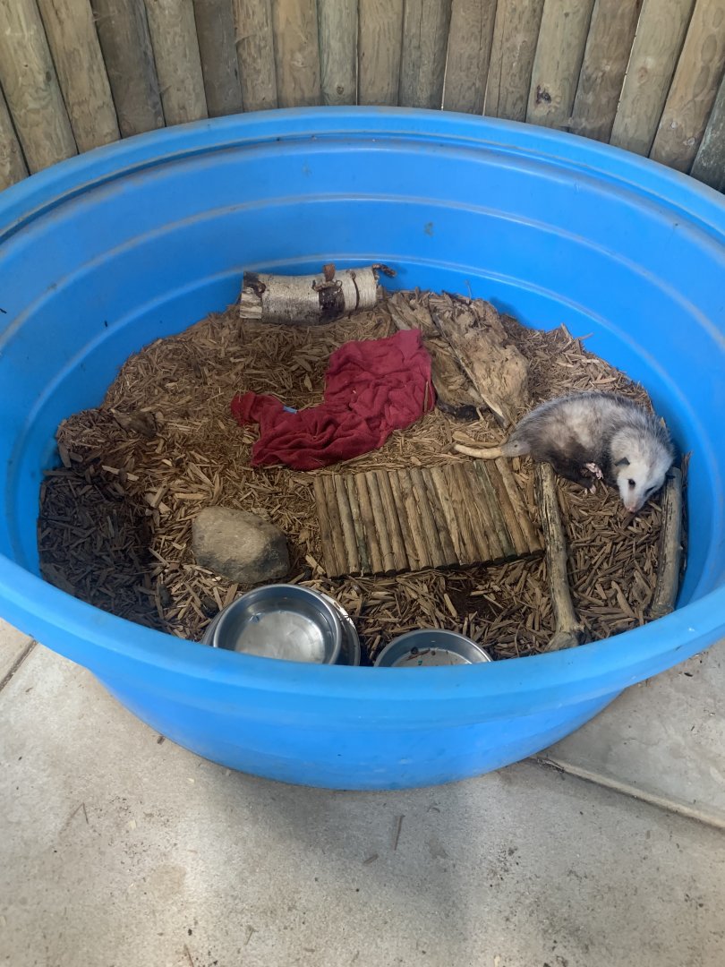 Jun. 2021- Virginia opossum display tub