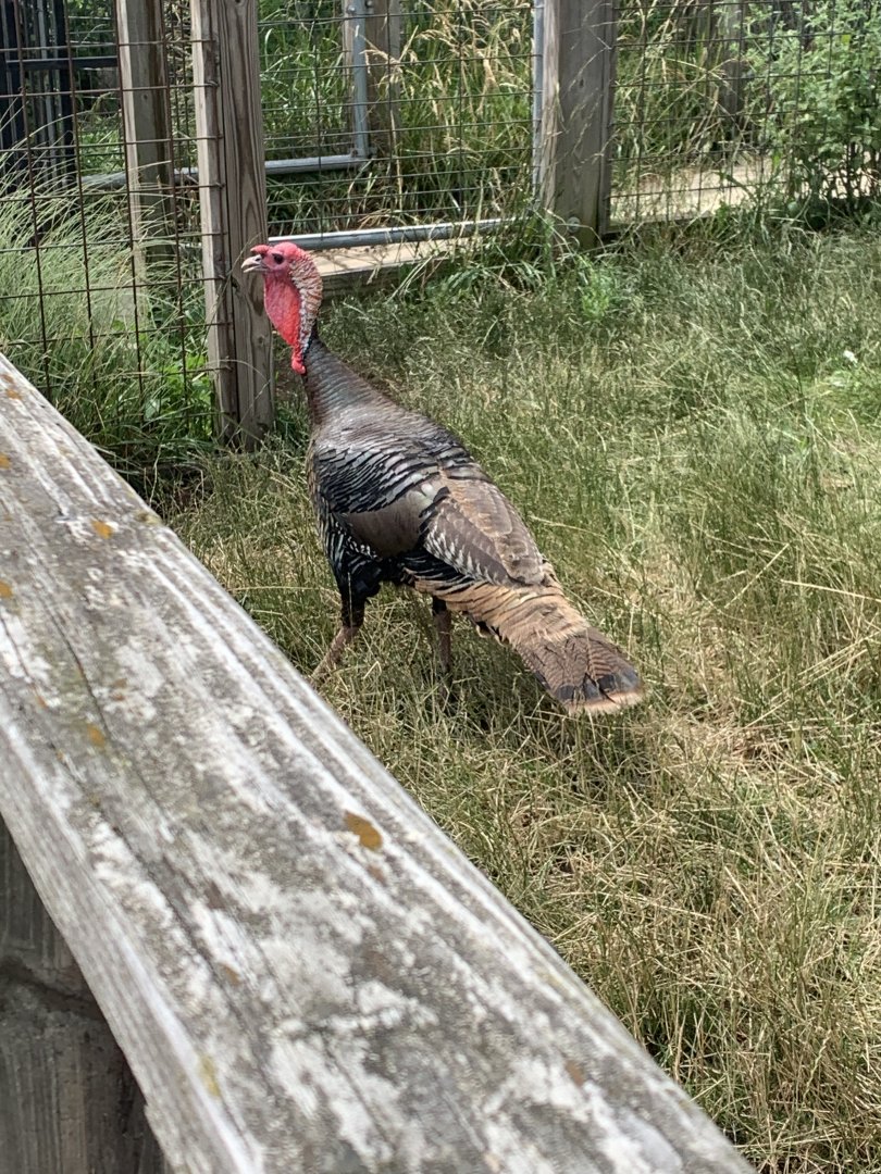 Jun. 2021- Wild turkey