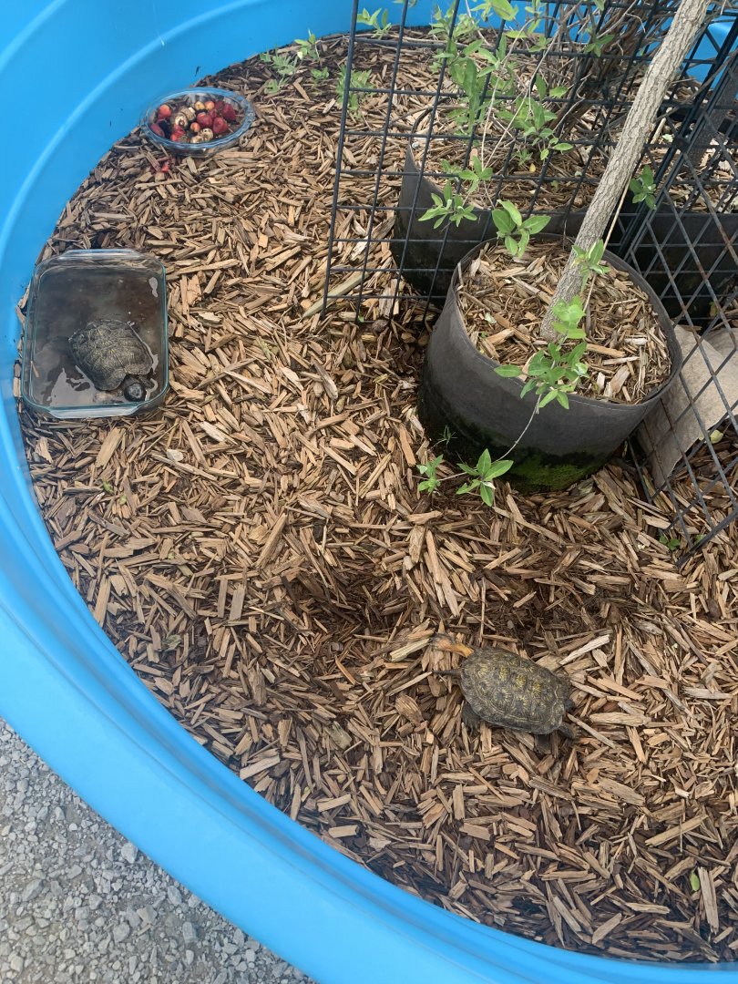 Jun. 2021- Wood turtles