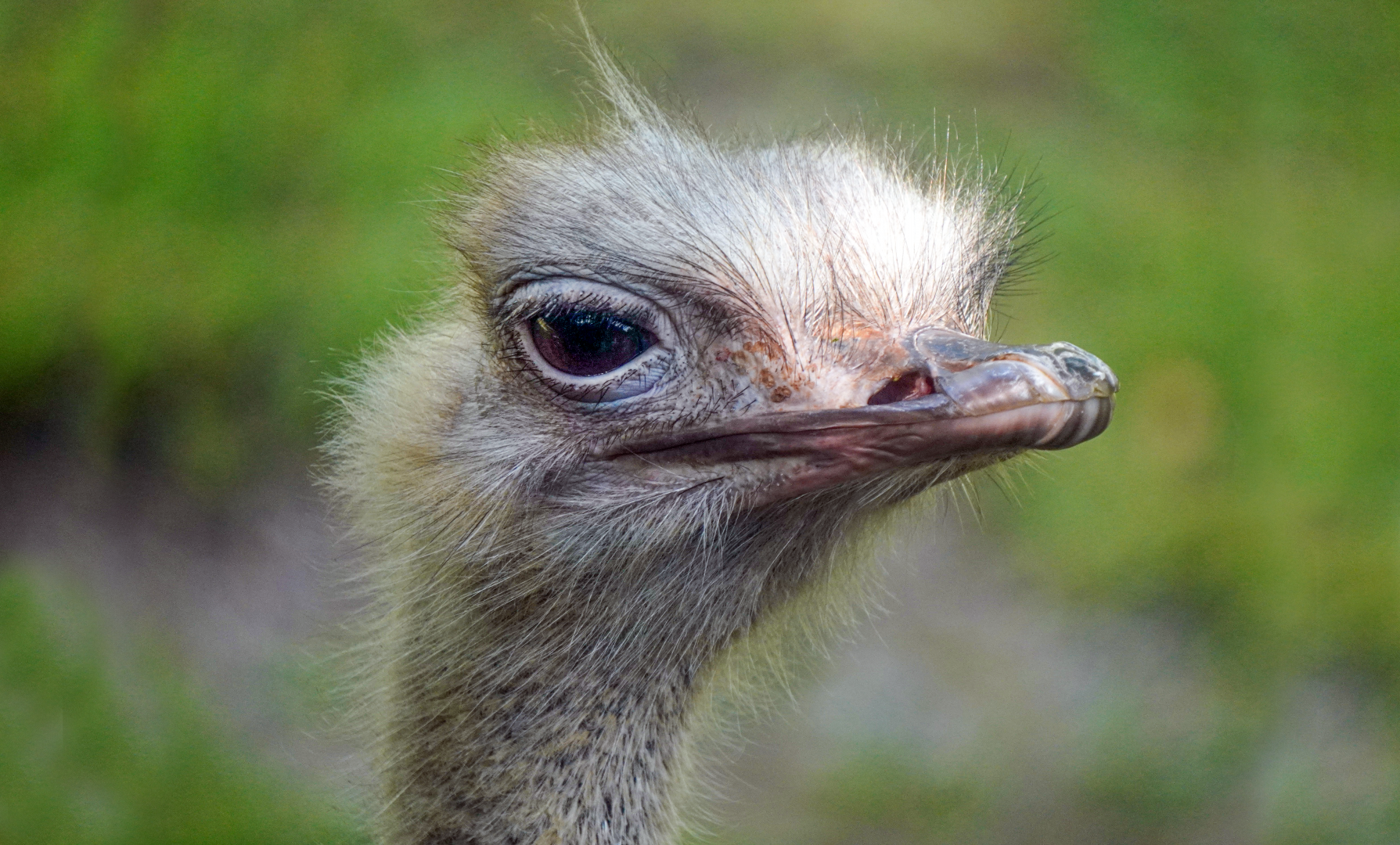 Jun. 2022 - Africa - Ostrich
