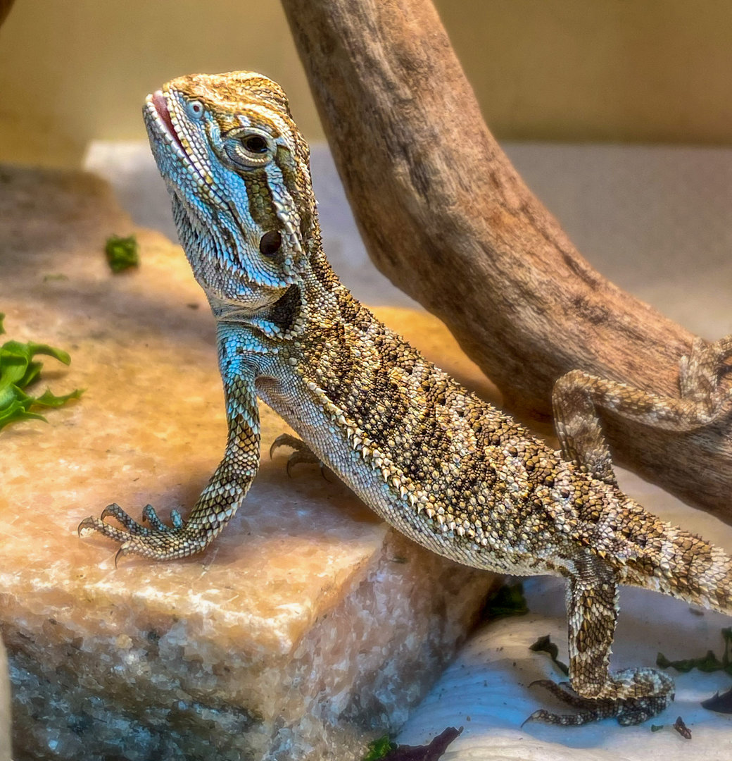 Jun. 2022 - Central Bearded Dragon
