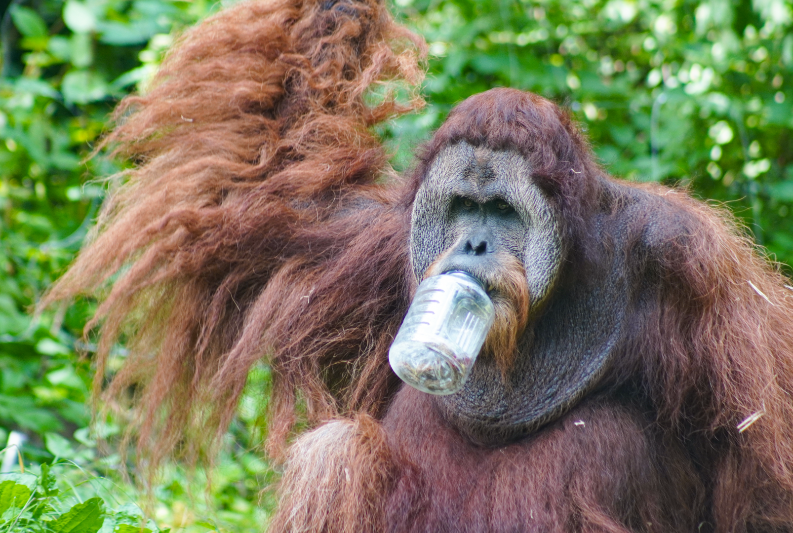 Jun. 2022 - Jungle Trails - Sumatran Orangutan (Henry)