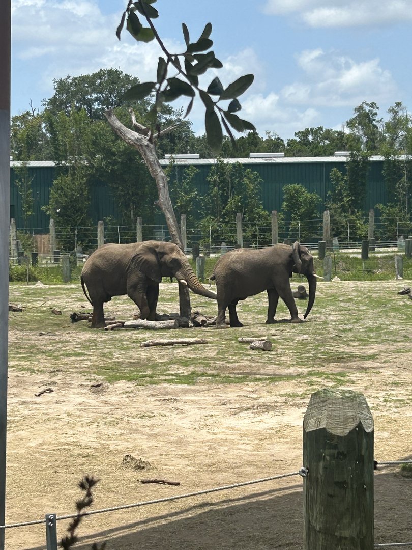 Jun. 2023- African bush elephants