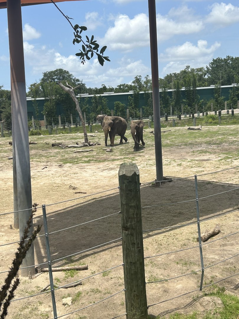 Jun. 2023- African bush elephants
