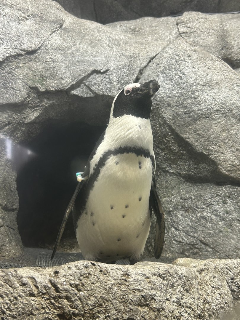 Jun. 2023- African penguin