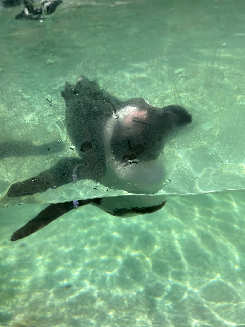 Jun. 2023- African penguin