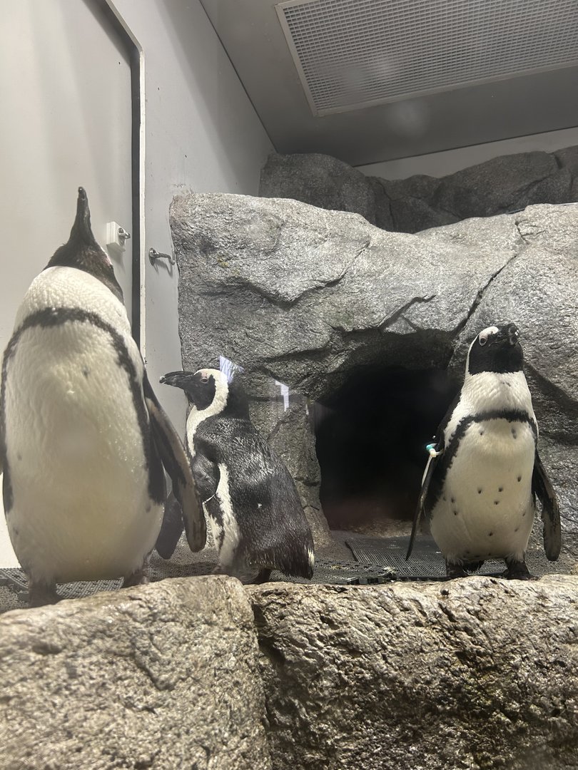 Jun. 2023- African penguins