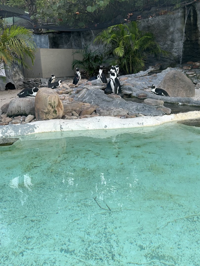 Jun. 2023- African penguins