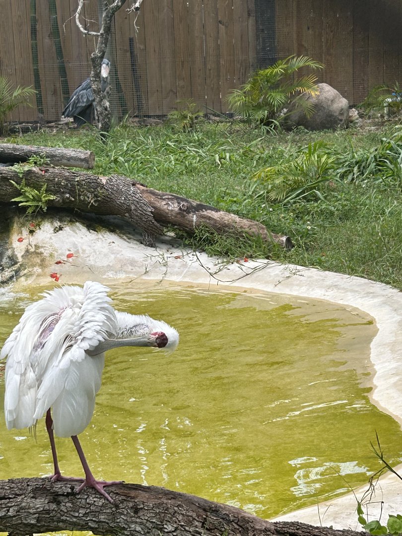 Jun. 2023- African spoonbill and Shoebill