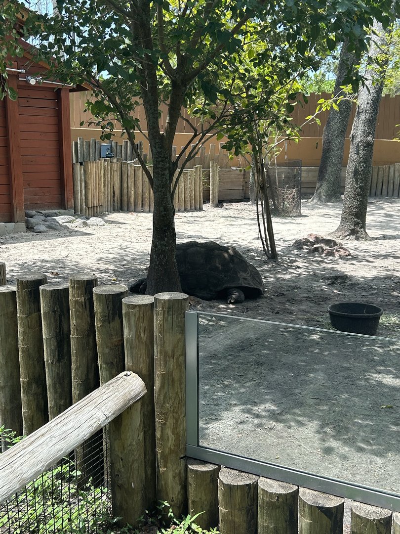 Jun. 2023- Aldabra giant tortoise