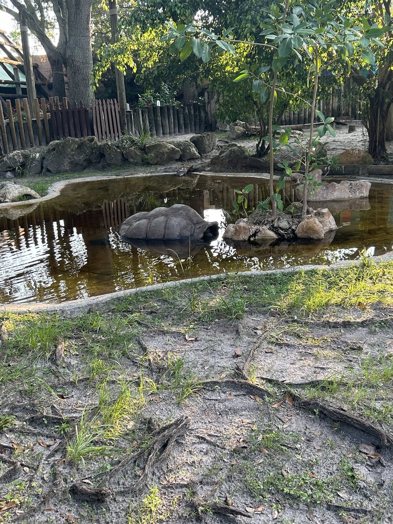 Jun. 2023- Aldabra giant tortoise