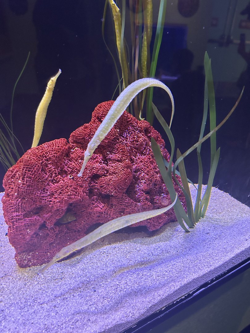 Jun. 2023- Alligator pipefish