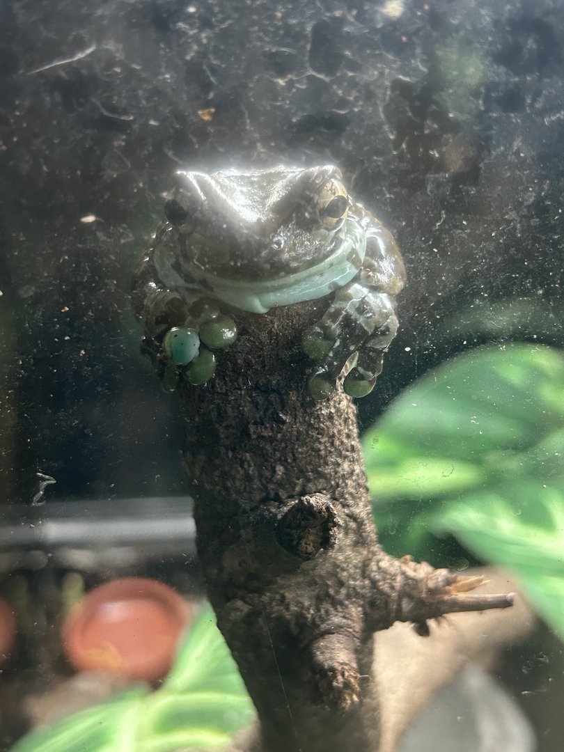 Jun. 2023- Amazon milk frog