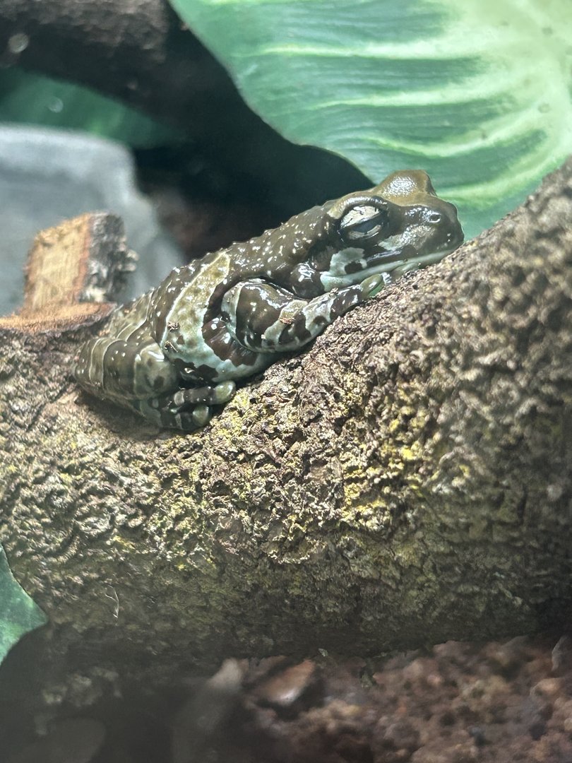 Jun. 2023- Amazon milk frog